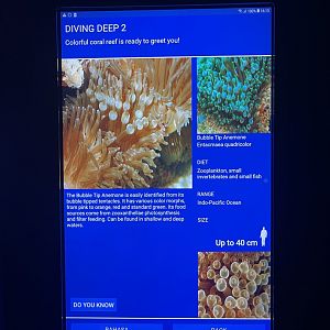 sea anemone tank - bubble-tip anemone signage