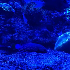 yellowtail coris (coris gaimard)