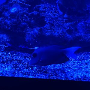 tomini surgeonfish (ctenochaetus tominiensis) (2)