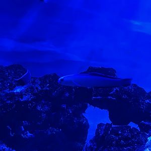 purple firefish (nemateleotris decora)