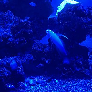 red fire goby (nemateleotris magnifica)