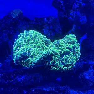 anchor coral (fimbriaphyllia ancora)