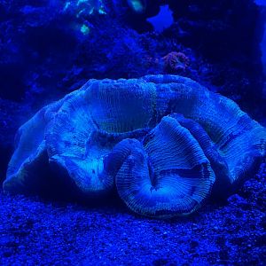 open brain coral (trachyphyllia geoffroyi)