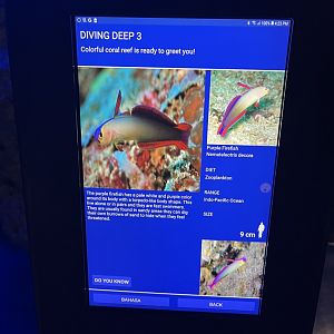 hard coral tank - purple firefish signage