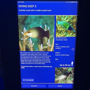 hard coral tank - bird wrasse signage