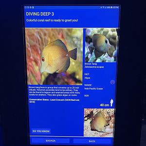 hard coral tank - brown tang signage