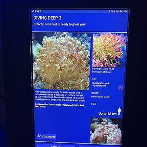 hard coral tank - flowerpot coral signage