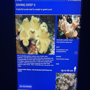 hard coral tank - umbrella leather coral signage