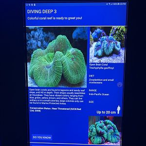 hard coral tank - open brain coral signage