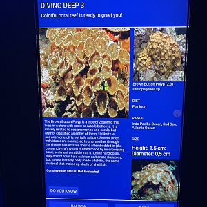 hard coral tank - brown button polyp signage