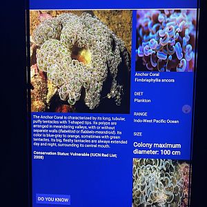 hard coral tank - anchor coral signage