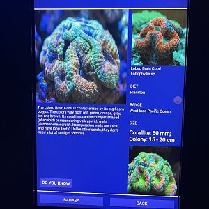 hard coral tank - lobed brain coral signage