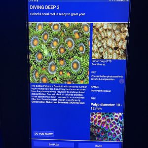 hard coral tank - button polyp signage