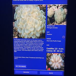 hard coral tank - bladder coral signage