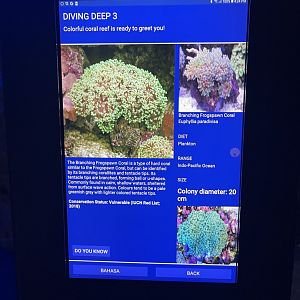 hard coral tank - branching frogspawn coral signage