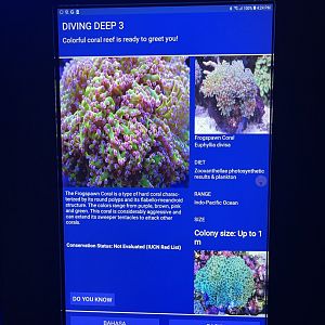 hard coral tank - frogspawn coral signage