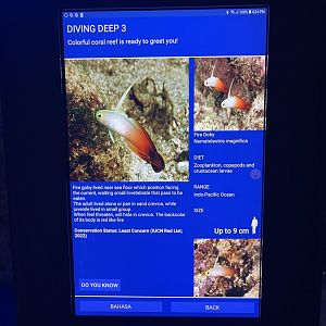 hard coral tank - red fire goby signage