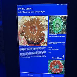 hard coral tank - doughnut coral signage