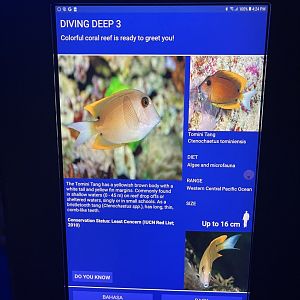 hard coral tank - tomini surgeonfish signage