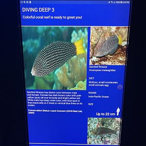 hard coral tank - spotted wrasse signage