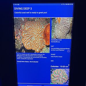 hard coral tank - symphyllia brain coral signage