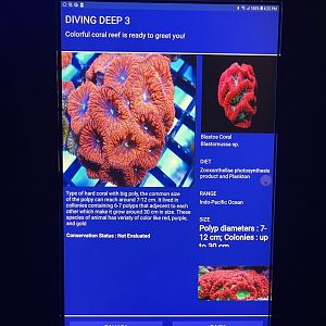 hard coral tank - blastos coral signage