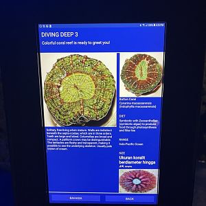 hard coral tank - button coral signage