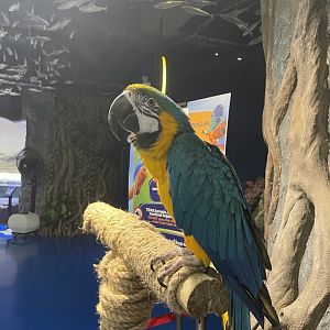 blue-and-yellow macaw (ara ararauna)