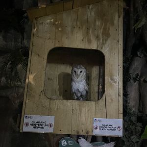 barn owl exhibit
