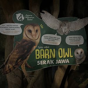 barn owl signage