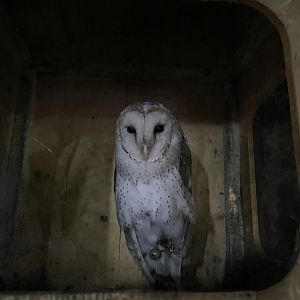 eastern barn owl (tyto javanica)
