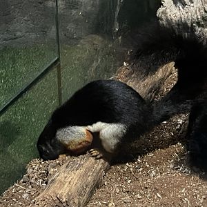 prevost’s squirrel (callosciurus prevostii) (1)