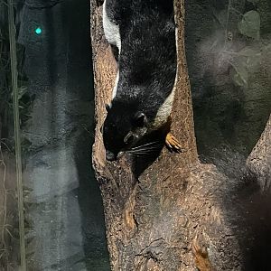 prevost’s squirrel (callosciurus prevostii) (2)