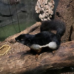 prevost’s squirrel (callosciurus prevostii) (3)