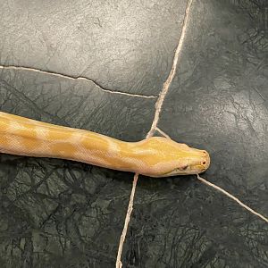 albino burmese phyton (phyton bivittatus)