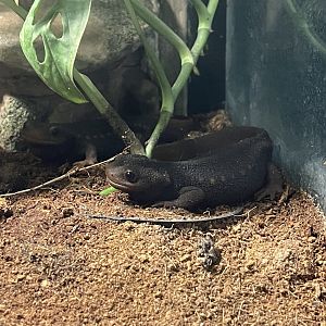 himalayan newt (tylototriton verrucosus)