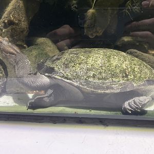 northern snake-necked turtle (chelodina rugosa)