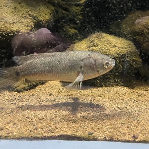 climbing perch (anabas testudineus)