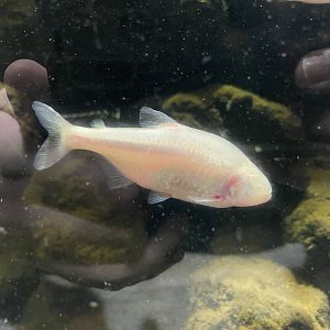 blind cave tetra (astyanax mexicanus) (1)