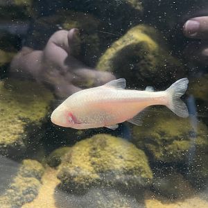 blind cave tetra (astyanax mexicanus) (3)