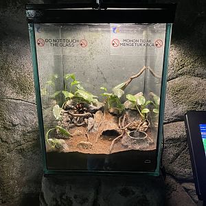 tarantula exhibit
