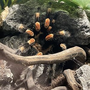 mexican redknee tarantula (brachypelma hamorii)