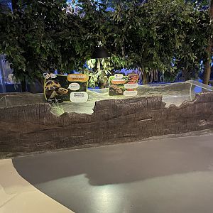 indonesian blue-tongued skink + forsten’s tortoise exhibit