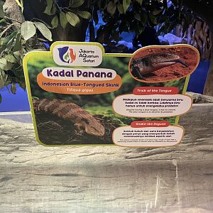 indonesian blue-tongued skink signage