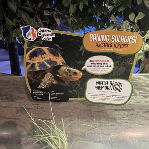 forsten’s tortoise signage