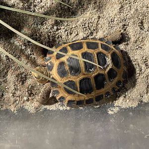 forsten’s tortoise (indotestudo forstenii) (1)