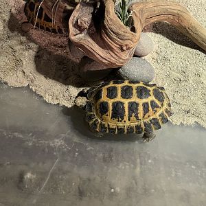 forsten’s tortoise (indotestudo forstenii) (2)