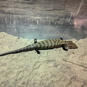 indonesian blue-tongued skink (tiliqua gigas)