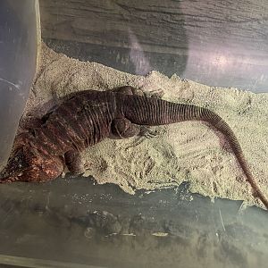 red tegu (salvator rufescens)