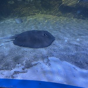 mangrove whipray (urogymnus granulatus)